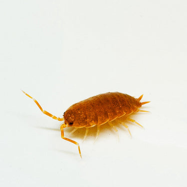 Porcellionides Pruinosus